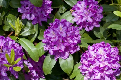 Produktbild von Rhododendron Hybr. 'Markgraf', Rhododendron, rot, 30–40 cm