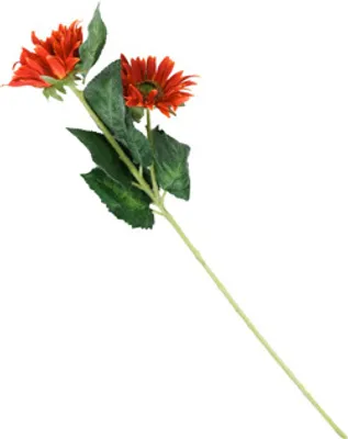 Produktbild von Sonnenblume