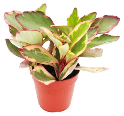 Obrázek produktu pro Peperomia clusifolia 'Jewel' – trpasličí pepřovník s pestrobarevnými listy – v květináči o průměru 12 cm