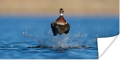Produktbild von MuchoWow® Poster Ente - Wasser - Fliegen 90x60 cm - Schlafzimmer