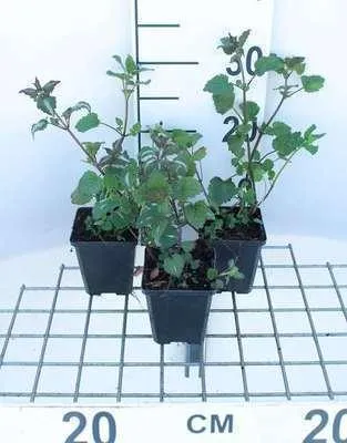 Zdjęcie produktu dla 6 x Lamium maculatum - Pokrzywa zwyczajna - Doniczka 9 x 9 cm