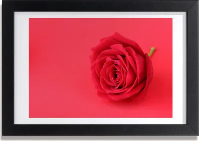 Produktbild von Bild 30x20 MDF-Rahmen, Wandkunst rote Rose