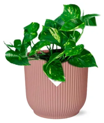 Immagine prodotto di Epipremnum Pinnatum 'Aureum' in ELHO Vibes Fold rosa - 20cm - Ø14cm - Pianta d'appartamento - Sempreverde