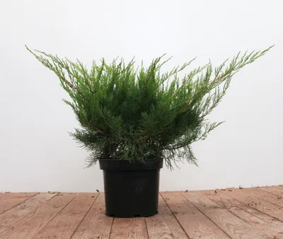 Produktbild von Juniperus pfitzeriana 'Mint Julep', Wacholder, 30–40 cm