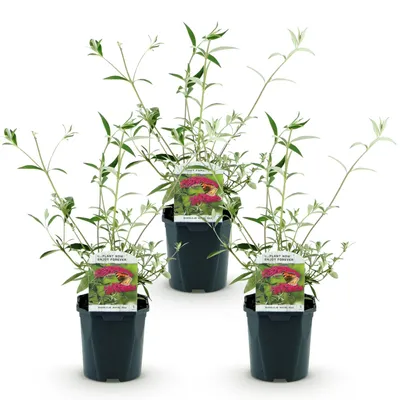 Produktbild von Green boutiQ - Gartenpflanze - Buddleja davidii Royal Red - Schmetterlingsstrauch - Winterhart - Rot - 3 Pflanzen - Topf 17cm - Höhe 45cm