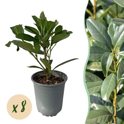 Image de Green boutiQ - Plantes de haie - Prunus laurocerasus Caucasica - feuillage vert - 8 plants - 1 mètre linéaire - à feuillage persistant - pot de 9 cm, hauteur 30-35 cm