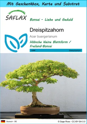 Produktbild von SAFLAX Geschenk Set - Dreispitzahorn - Acer buergerianum - 30 Samen - Mit Geschenkbox, Versandaufkleber, Geschenkkarte und Anzuchtsubstrat