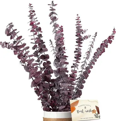 Produktbild von Eukalyptus-Schnittblumen - 11-teiliges Set mit Wunschbriefen, echte, haltbare Blumen, Dekoration für Hochzeitsfeiern, Blumenarrangements für Interieuraccessoires