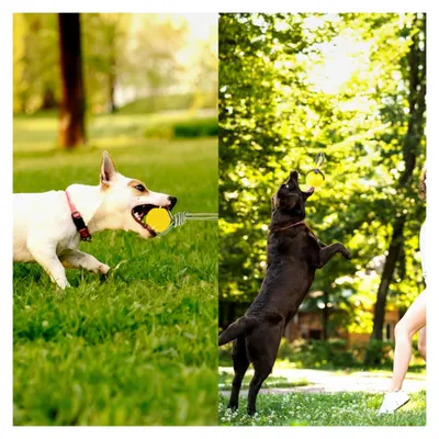 Produktbild von Hundeball mit Seil aus Naturkautschuk für Hunde, Hundespielzeug