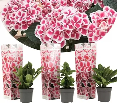 Immagine prodotto di set di 3 ortensie bicolori Camilla - ortensia campestre bicolore, ortensia da giardino resistente in vaso, 20-30 cm