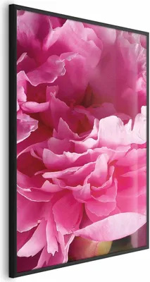 Produktbild von Posterpapier Poster - Beautiful Peonies 40x60 cm Blumen b-C-0400-ao-a