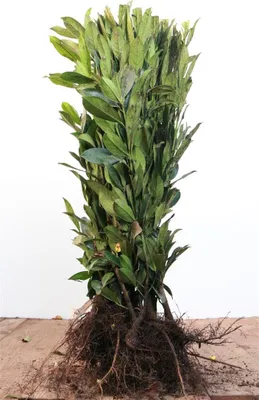 Produktbild von Prunus laurocerasus 'Caucasica', Kirschlorbeer, immergrün, 60–80 cm