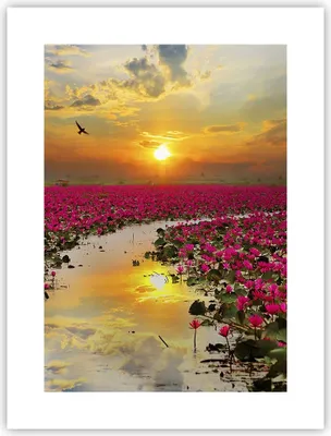 Produktbild von Poster - Poster ohne Rahmen - See Blumen - 30x40 cm - Wand Bild - Wanddeko - Wandbilder - Kunstposter - Wandposter - Bilder - Kunstdruck - Wanddekoration - Wandbild - P2XPA30x40-3769