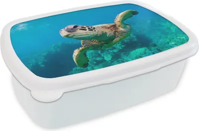 Produktbild von KitchenYeah® Lunchbox Brotzeit Brotdose 17x11 cm Eine Schildkröte schwimmt durch das Korallenriff vor Hawaii Kinder Brotzeitdose - Lunch Box - Kinder - Sandwich-Box - Schulbox - Lunch Boxen