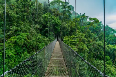 Immagine prodotto di Carta da parati fotografica Muralo natura 312 (L) x 219 (A) cm carta da parati in tessuto non tessuto murale alberi giungla soggiorno camera da letto murales moderno XXL paesaggio panorama decorazione murale