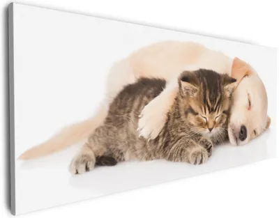 Produktbild von Wallario Premium Leinwandbild Katze und Hund in Harmonie - Kuschelnde Tiere in Größe 60 x 150 cm