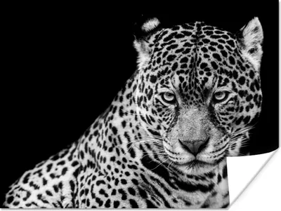 Produktbild von MuchoWow® Poster Leopard - Tiere - Schwarz - Weiß - Porträt 120x90 cm - Wandbild