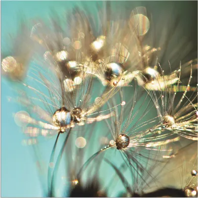 Produktbild von ARTland Wandbild Alu für Innen & Outdoor Pusteblume glänzendes Gold Größe: 50x50 cm