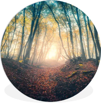 Produktbild von MuchoWow® Rundes Wandbild - Runde Bilder Wald - Nebel - Sonne - Herbst Ø 60 cm Kreis Wanddekoration Kunststoff - Wandkreis - Wandschmuck - Wand Kreis - Das Schlafzimmer - Die Bilder - Wandmalerei - Kunst für das Haus - das Plastik