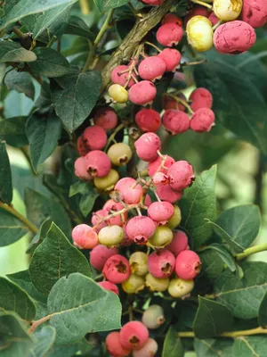 Produktbild von Vaccinium corymbosum 'Pink Lemonade', Heidelbeere, rosa, 30–40 cm