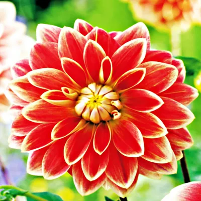Immagine prodotto di Dalia decorativa Garden Festival 1 pz. Dalia piantine piantina tuberi grandi