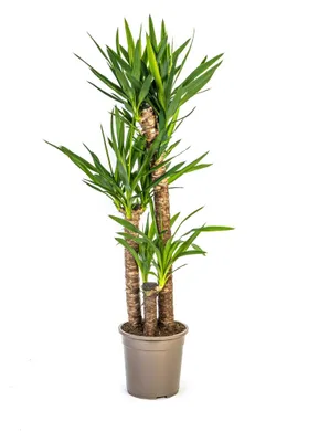Zdjęcie produktu dla Yucca Elephantipes - 120-140cm - Ø24cm - Roślina doniczkowa - Zimozielony