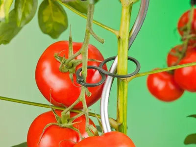 Produktbild von Pflanzenringe für Tomatenpflanzen ø65mm, 25er Set