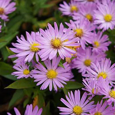 Produktbild von 6 x Kissen-Aster  - Aster dumosus 'Anneke'  | Topf 9cm x 9cm