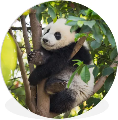 Produktbild von MuchoWow® Rundes Wandbild - Runde Bilder Panda - Tier - Baum Ø 30 cm Kreis Wanddekoration Kunststoff - Wandkreis - Wandschmuck - Schlafzimmer - Bilder - Der Kreis - Kunst für die Wohnung - Plastik - Kunstdruck - Wandbild