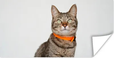 Produktbild von MuchoWow® Poster Katze - Halskette - Orange - Mädchen - Kinder - Jungen - Kinder 120x60 cm - Bild