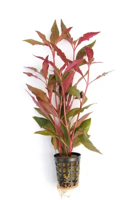 Produktbild von Alternanthera reineckii rot Breitblättriges rotes Papageienblatt Ø 5cm Wasserpflanze