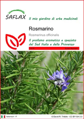 Immagine prodotto di SAFLAX  - Rosmarino - 100 semi - Rosmarinus