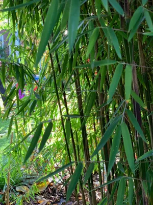 Produktbild von Fargesia jiuzhaigou 1 80/100 cm hoch, im 3 Liter-Topf