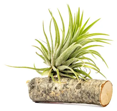 Obrázek produktu pro Gardners Tillandsia ionantha green na dřevěném kmínku