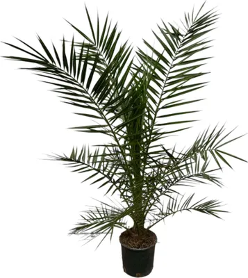 Obrázek produktu pro Trendyplants - Phoenix Canariensis - Výška 150-170 cm - Datlovník - Odolný - Velikost květináče Ø22cm