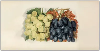 Produktbild von Coloray Bild aus Leinwand 100x50 Leinwand Dekoration - Obst Trauben Blätter