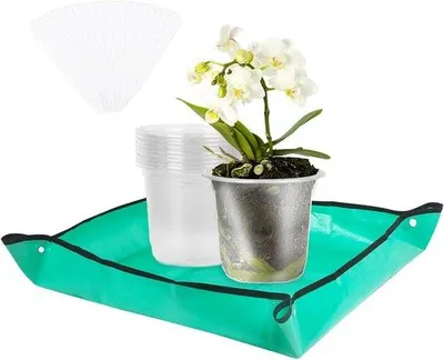 Image de Pots à orchidées transparents de 11 cm avec soucoupe