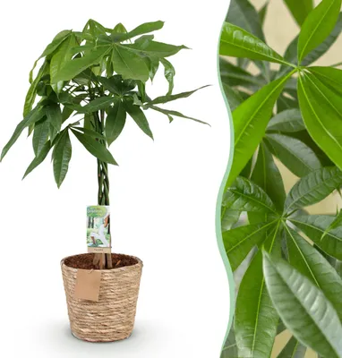 Produktbild von Pachira Aquatica geflochtener Stamm - Geldbaum - Pflegeleicht - mit Korb - Grün - 80-90cm - Ø21cm - Zimmerpflanze - Immergrün