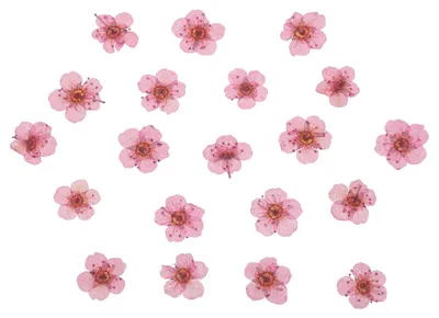 Gepresste Trockenblumen, 60 Stück, rosa, 0,5–0,8 cm