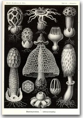 Produktbild von Poster - Canvas - Leinwand - 59,4 cm x 84,1 cm - Fotoposter - Leinwandkunst - Basimycetes Sea Mushroom