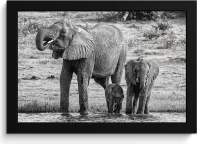 Produktbild von MuchoWow® MuchoWow® Gerahmtes Poster Elefant - Wasser - Tiere - Schwarz - Weiß 30x20 cm - Poster mit zchwarzem Bilderrahmen - Kunstdruck - Bild-Poster