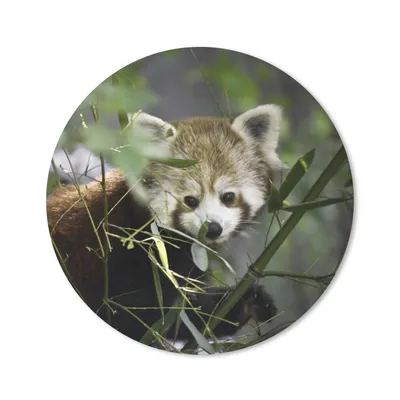 Produktbild von MuchoWow® Mauspad Mousepad Roter Panda - Zweige - Grün 40x40 cm - Mousepads - Maus Mat - Pad - Mausunterlage - Schreibtisch Accessoires