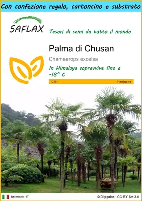 Immagine prodotto di SAFLAX Set regalo - Palma di Chusan - 10 semi - Chamaerops