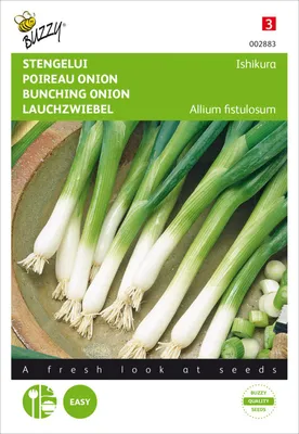 Produktbild von Lauchzwiebel Ishikura | Zwiebelsamen von Buzzy Seeds