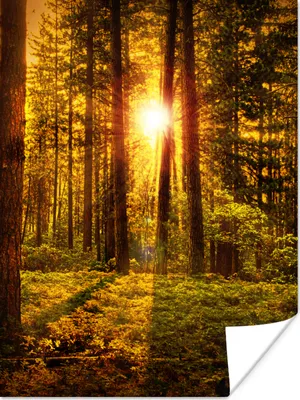 Produktbild von MuchoWow® Poster Wald - Sonne - Bäume - Natur - Sonnenuntergang 120x160 cm - Wandbilder