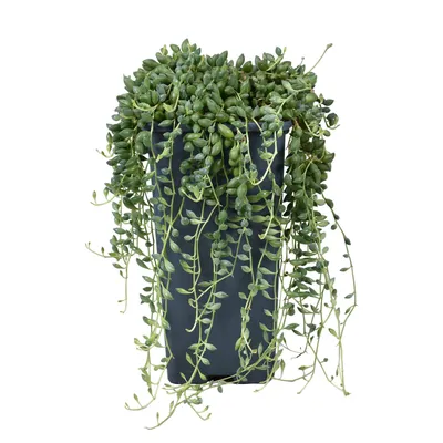 Produktbild von Senecio herreianus 25 cm Zimmerpflanze