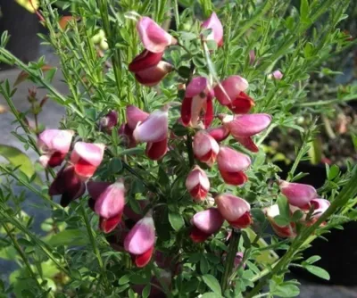 A close-up view of a flowering plant with pink and red blossoms and green foliage.