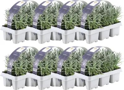 Obrázek produktu pro Levandule pravá (Lavandula angustifolia) Ø 7 cm x V 15 cm, 48 rostlin, voňavá dekorace