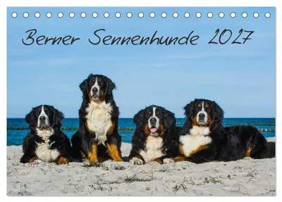 Produktbild von Berner Sennenhund 2027 (Tischkalender 2027 DIN A5 quer), CALVENDO Monatskalender