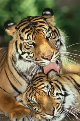 Image de Tigres - Mother's Love - 61x91,5cm - Affiche Poster